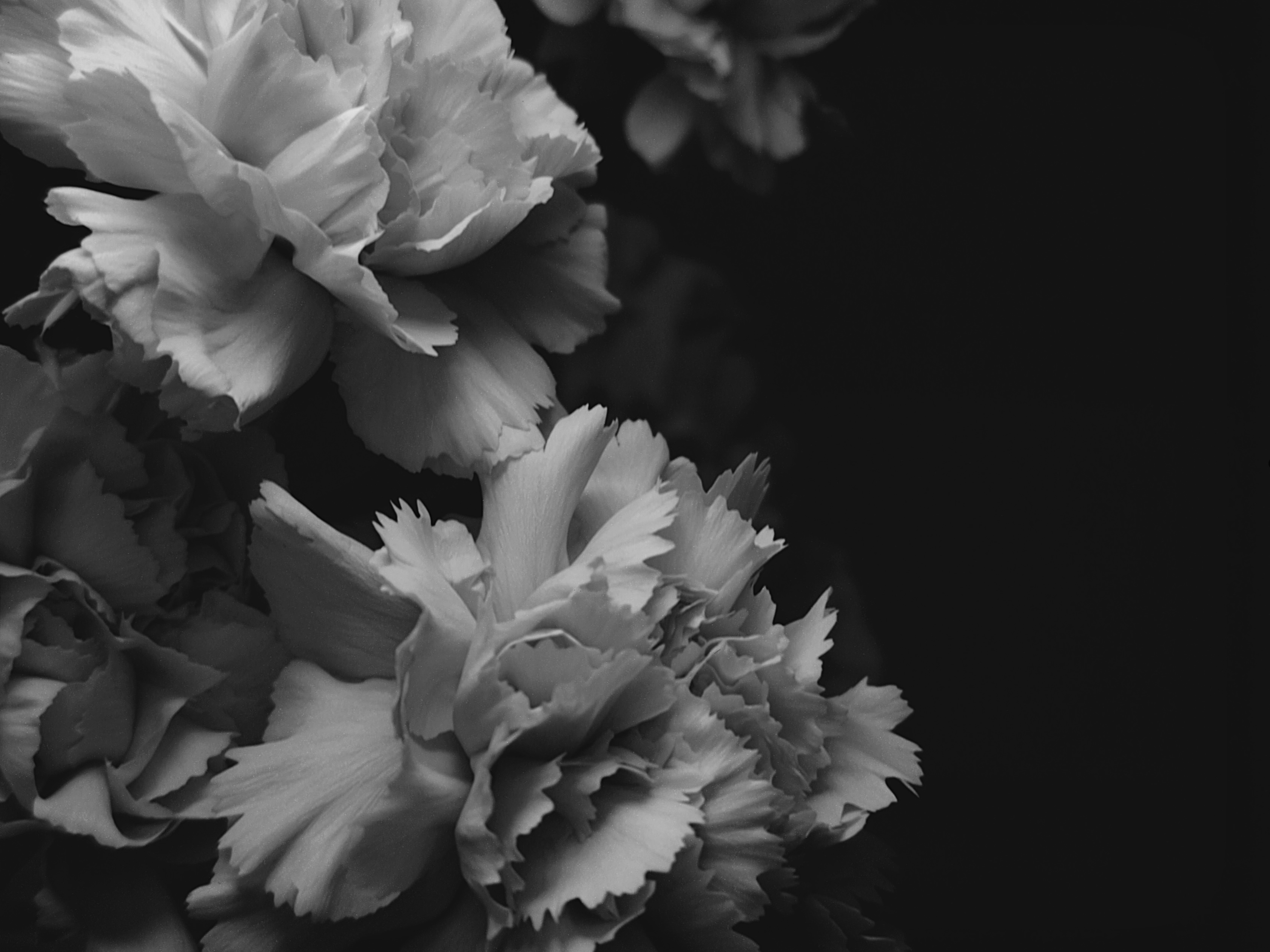 Black and white close-up of carnation flowers